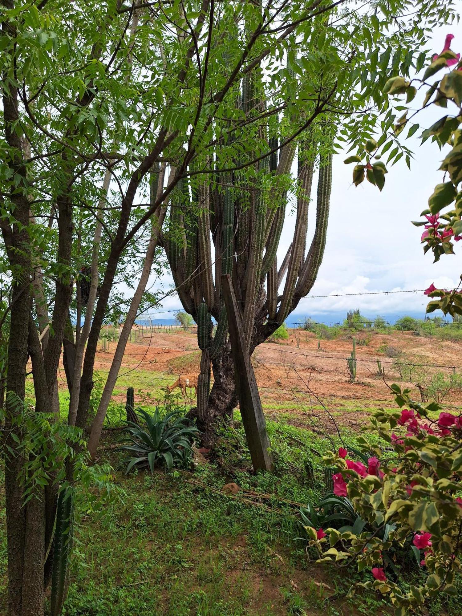 Alojamiento Casa De Campo Los Cactus 비야비에하 외부 사진
